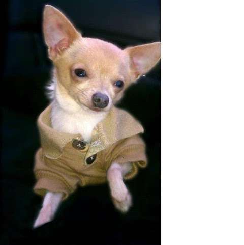 Jobs in Bella's Little Angels Chihuahua Breeders - reviews